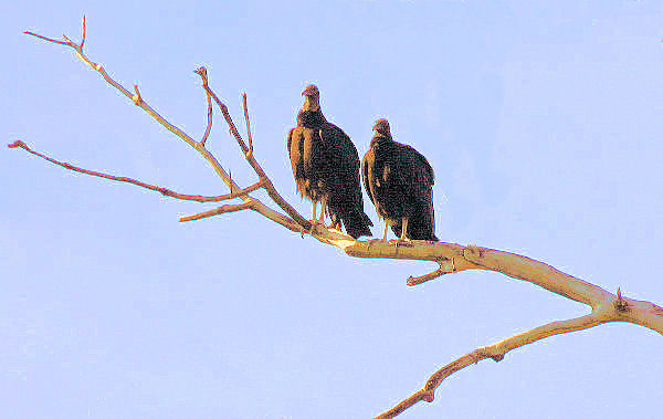 Turkey Buzzards