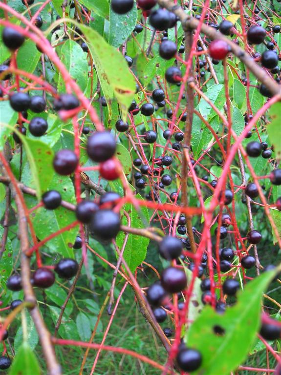 Molecular Cherries