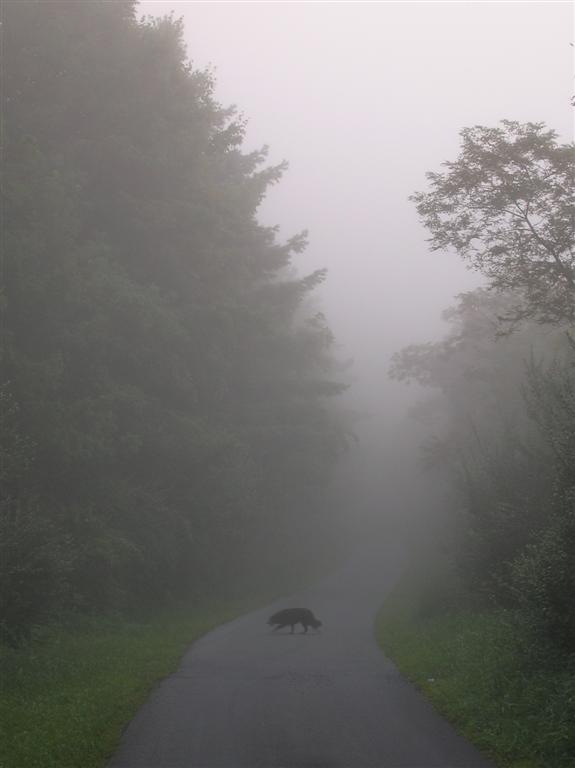 Chazzy in the Mist