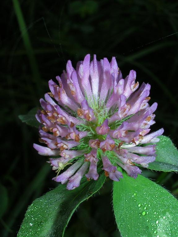 Clover
