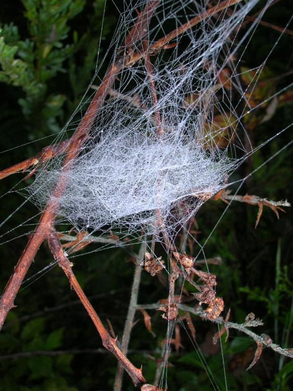 Web of Mist