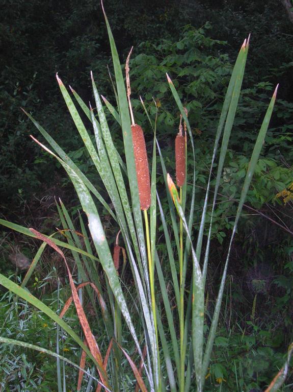 Cattails