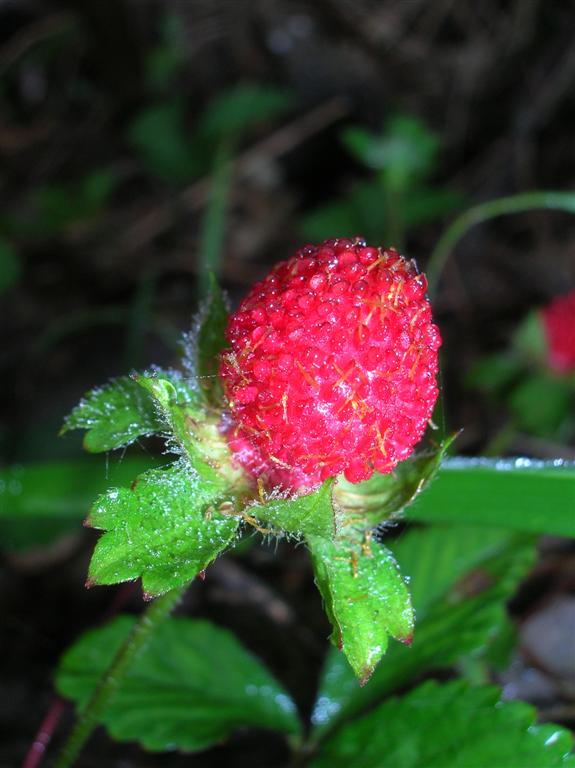 Dewberry
