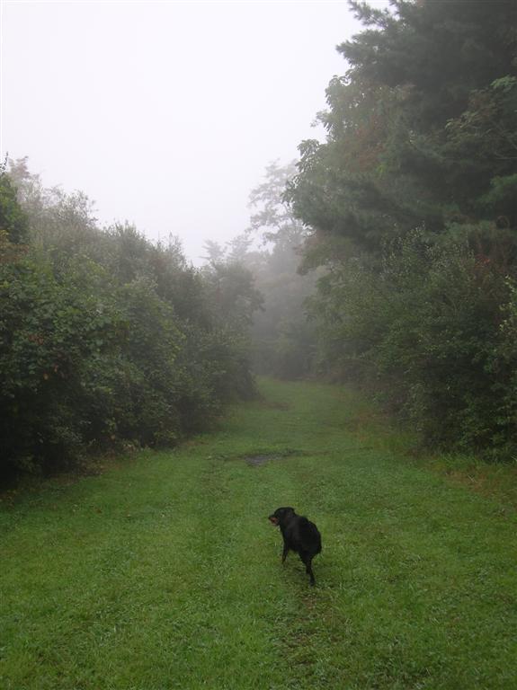 Fog Shrouded Trail