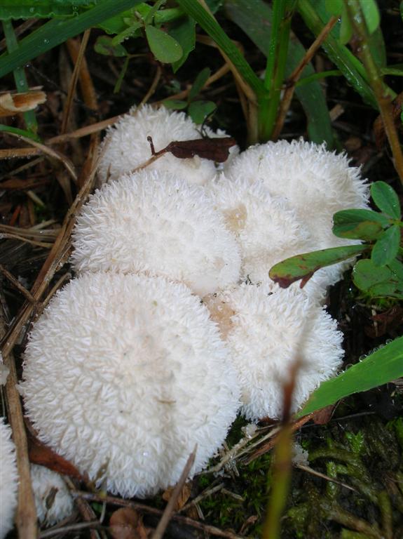 Puffballs