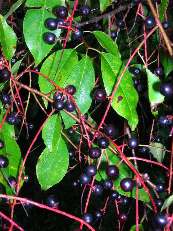 Wild Cherry