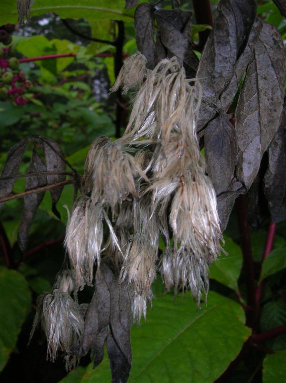 Pod of Wigs
