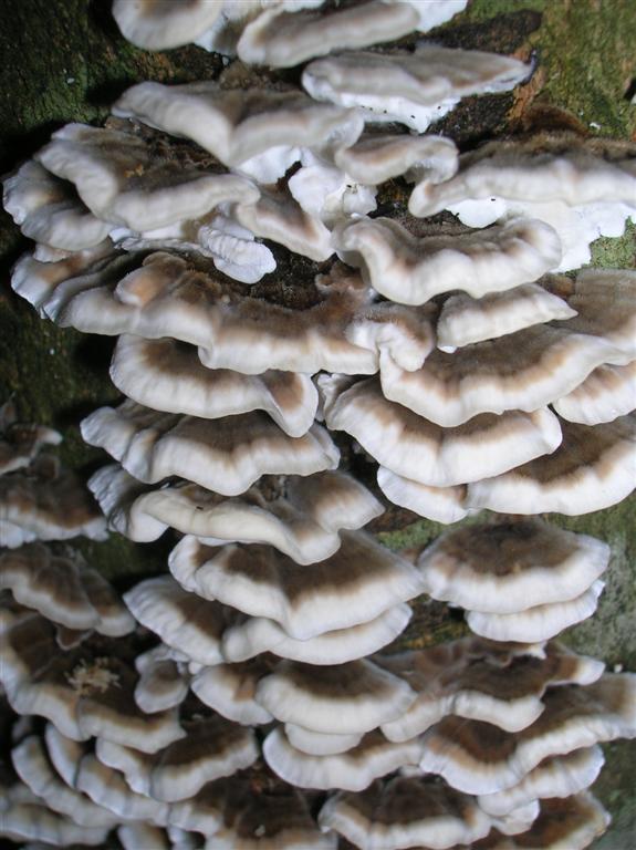 Rows of Fungi