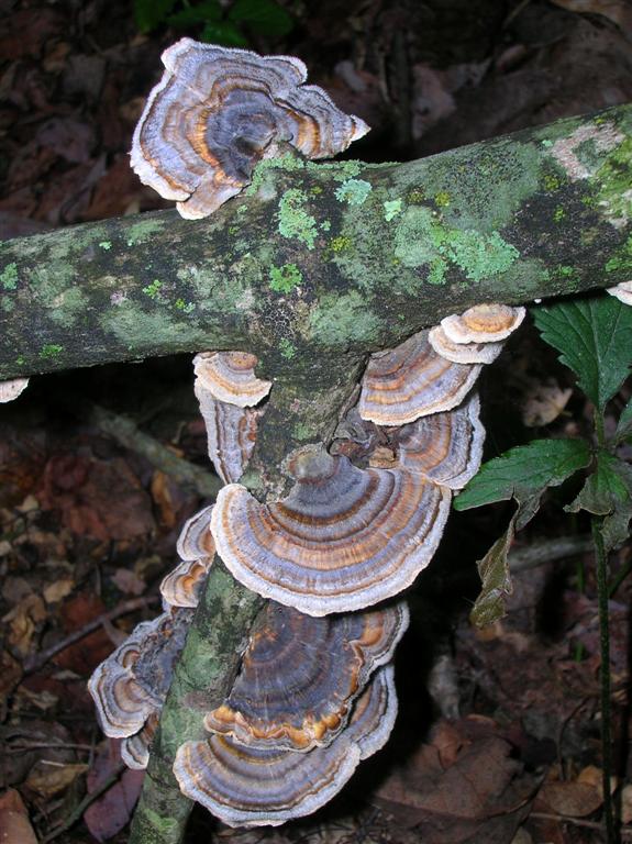 Turkey-tail