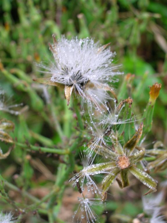 Water and Seed