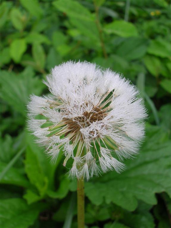 Dandelion