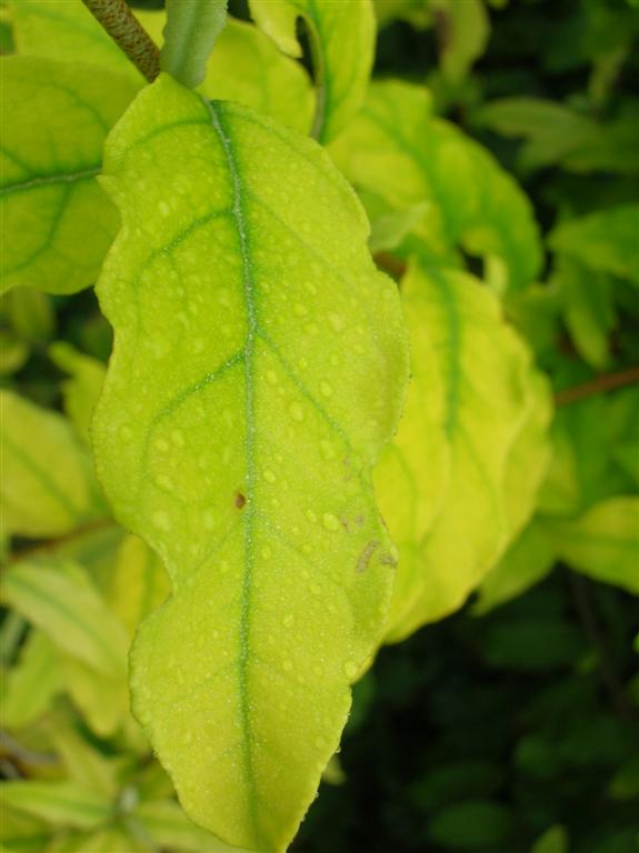 Autumn Olive