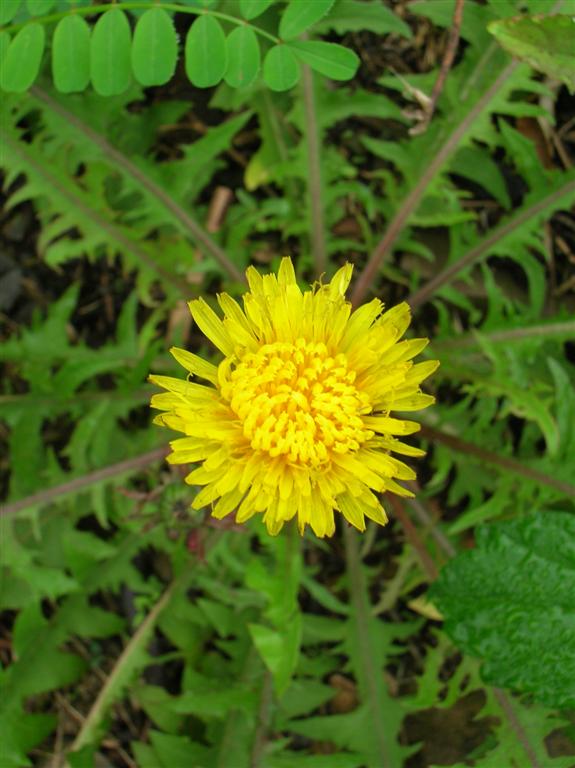 Dandelion