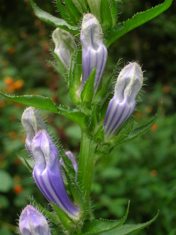 Great Lobelia