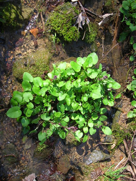 Island in the Stream