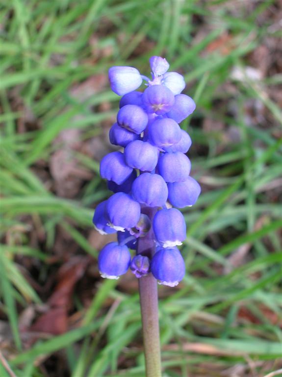 Grape Hyacinth