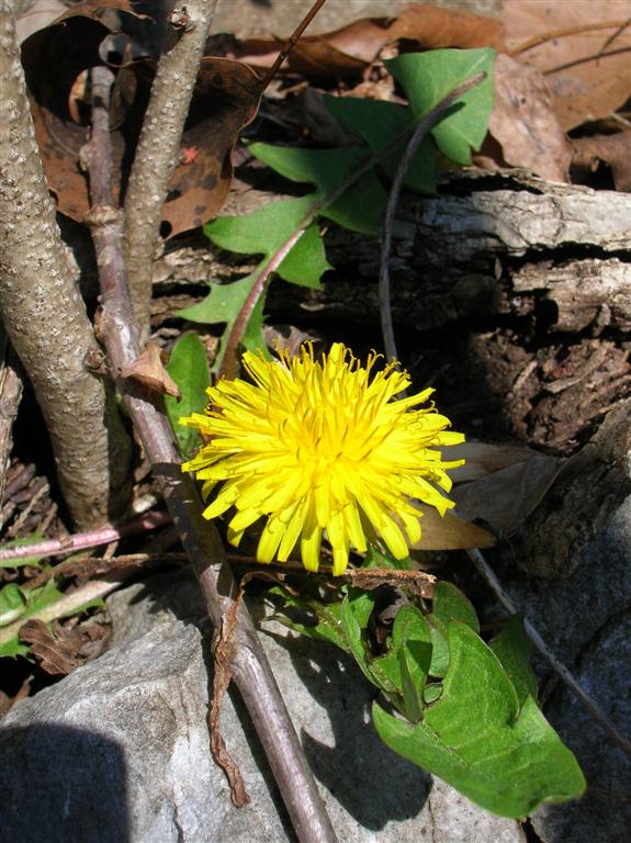 Dandelion
