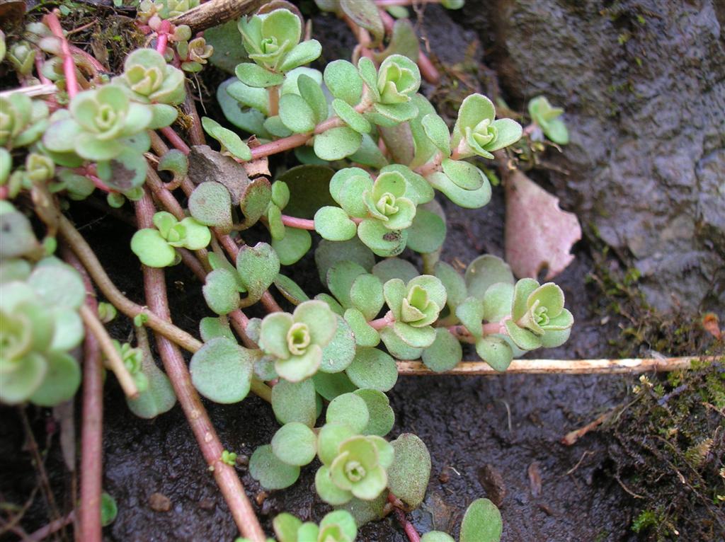 Stonecrop