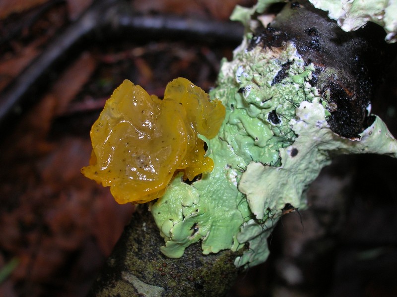 Witch's Butter