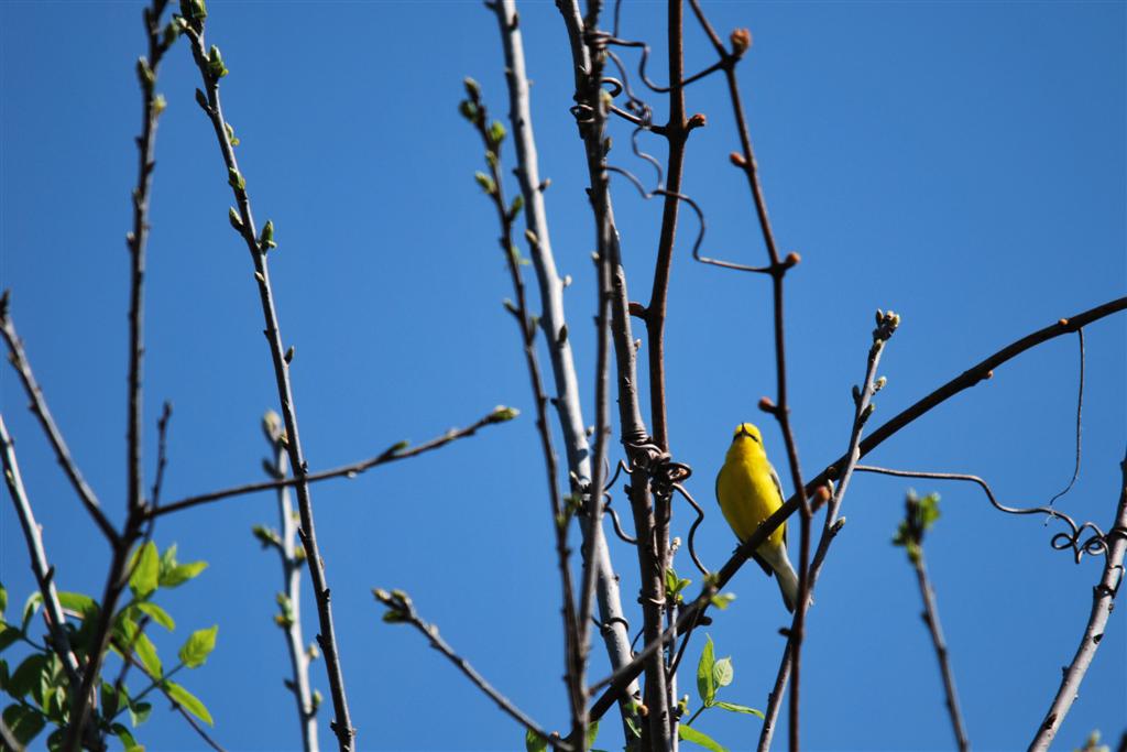 Blue-winged Warbler