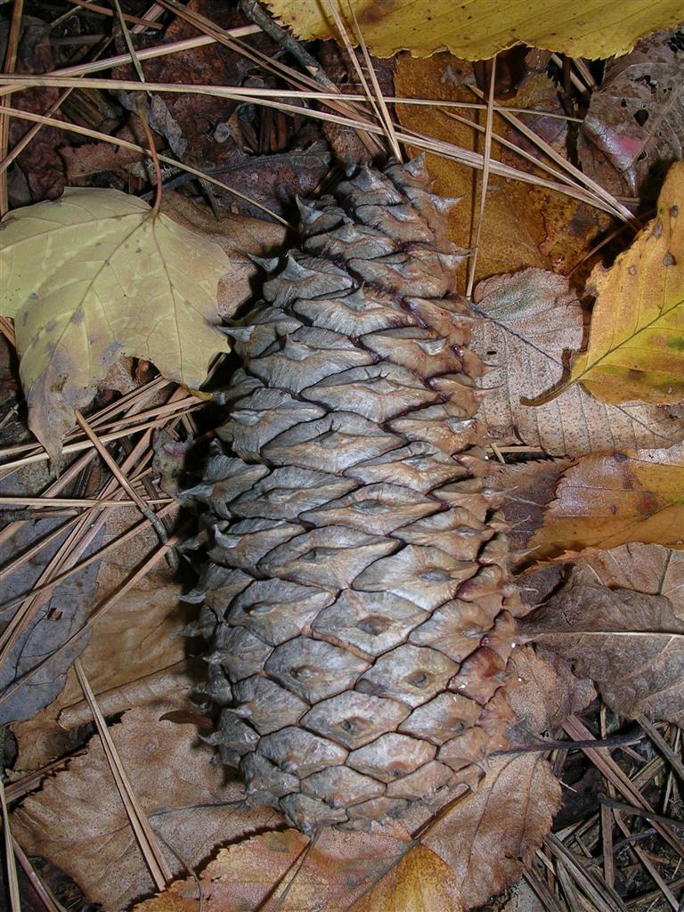 Pine Cone