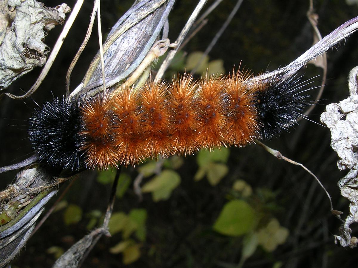 Isabella Tiger Moth