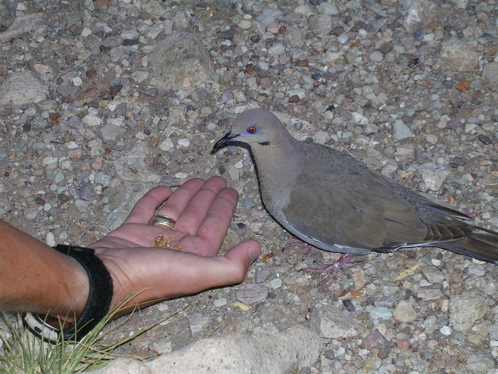 Camp Begger - White-winged Dove