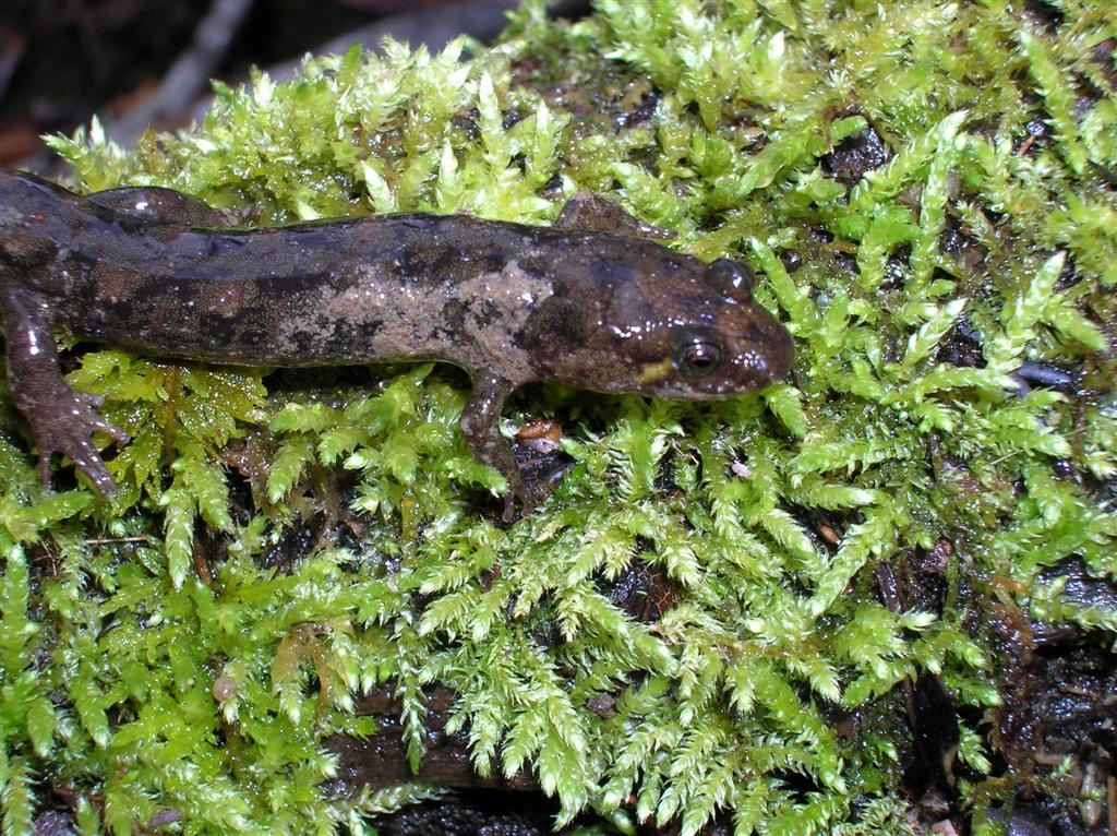 Dusky Salamander ?