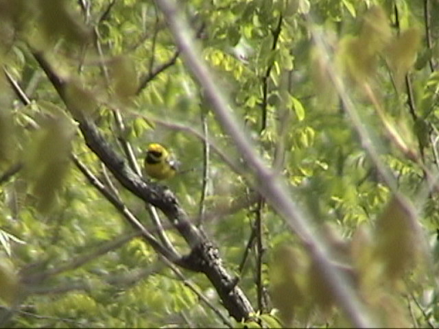 Lawrence's Warbler - April 25, 2002