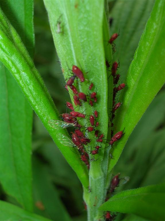 Rosy Apple Aphids