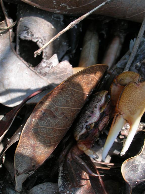Fiddler Crab