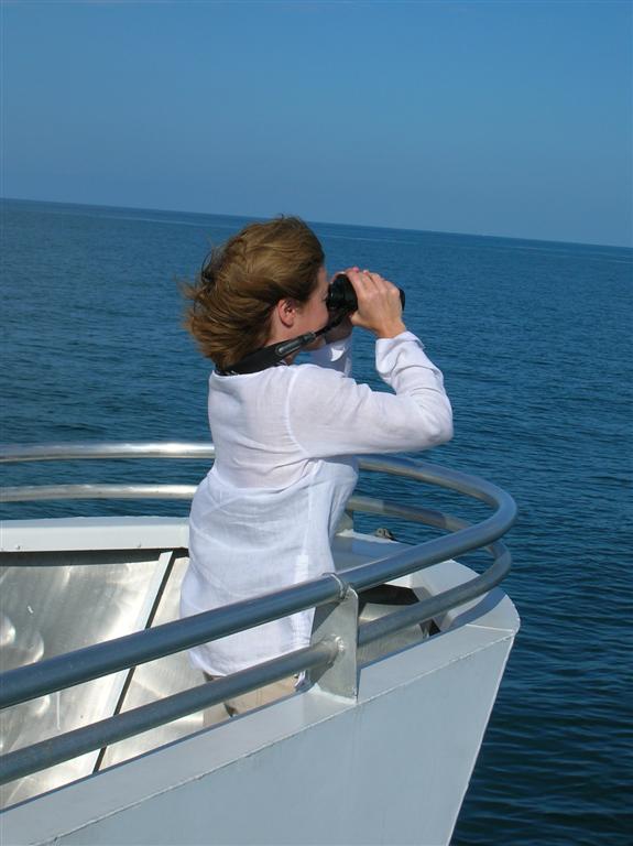 Spotting a Tropicbird