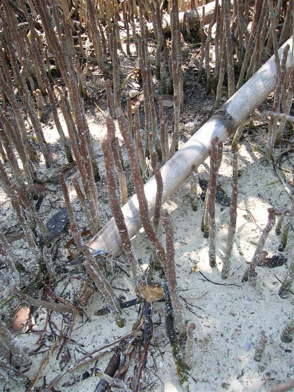 Mangrove Roots