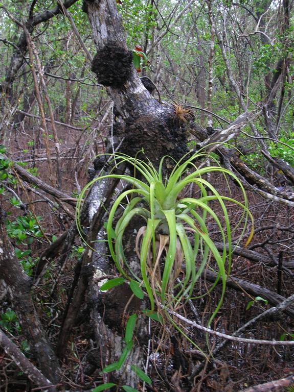 Bromeliad