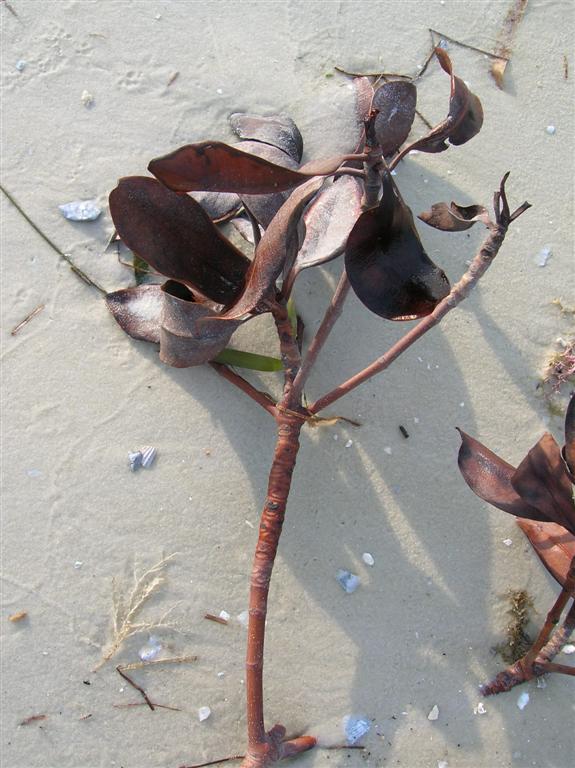 Mangrove Shoot