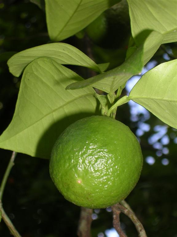 Not Quite Ripe