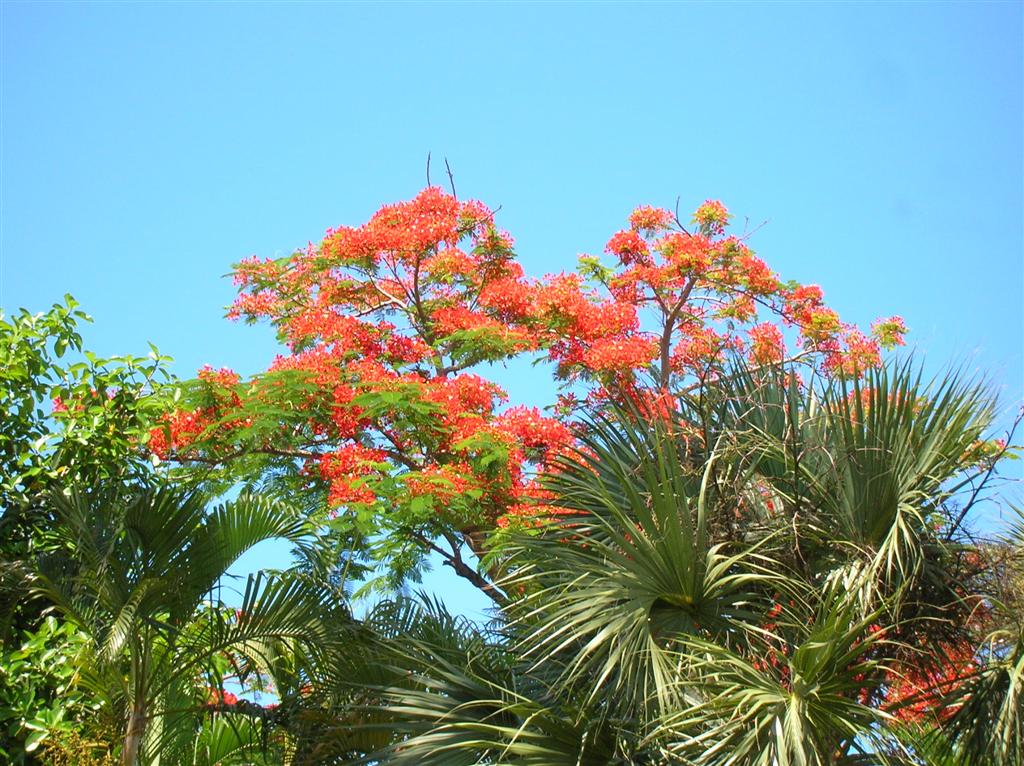 Flowering Tree