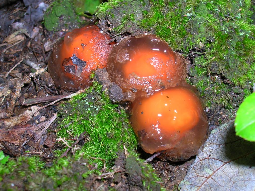 Stalked Puffball-in-aspic