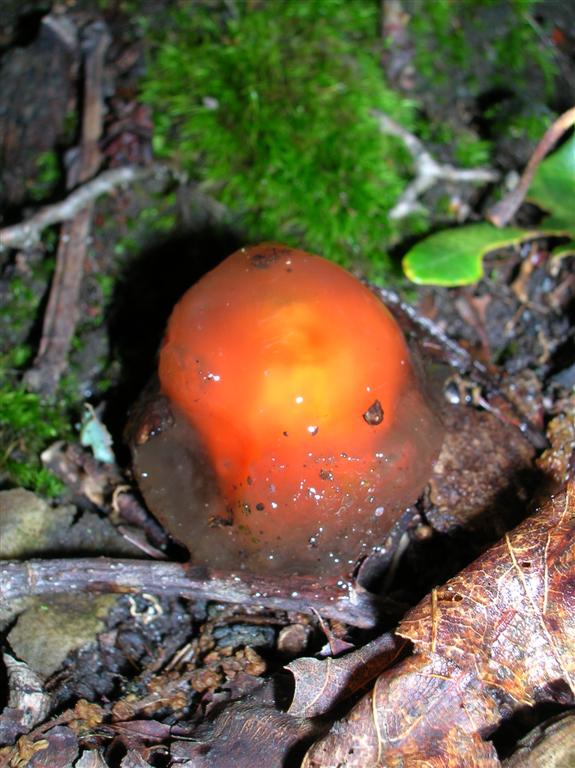 Stalked Puffball-in-aspic