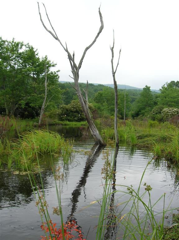 Dead Tree