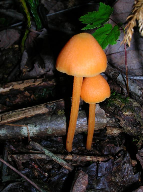 Salmon Unicorn Entoloma ??