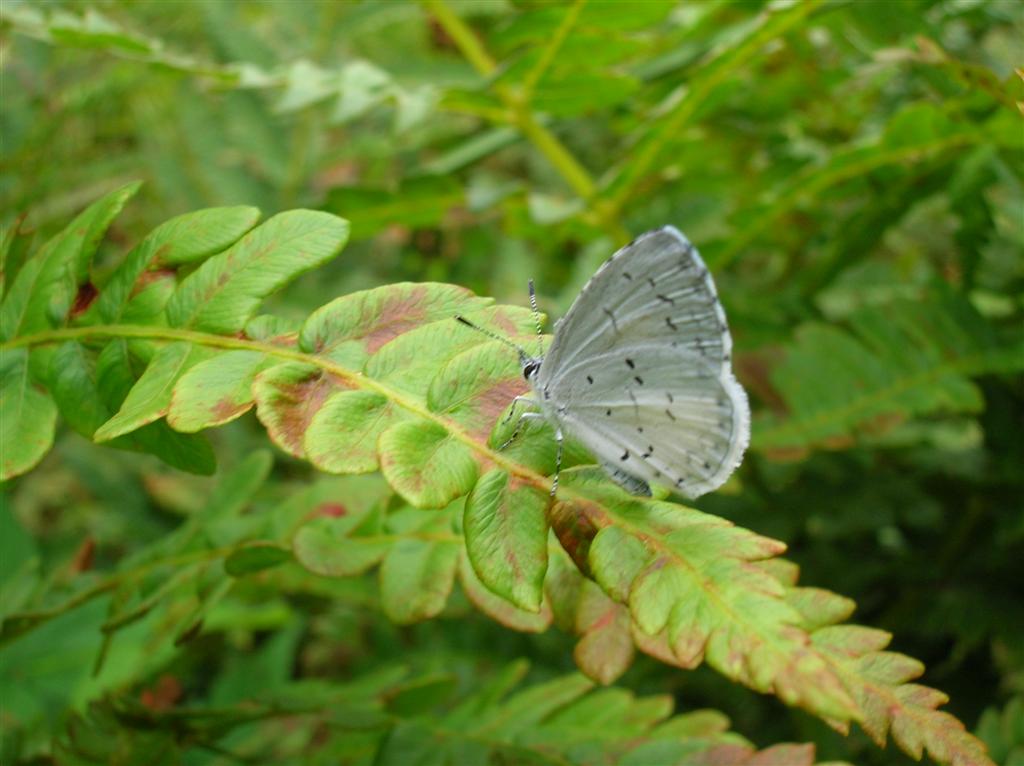 Dusky Azure