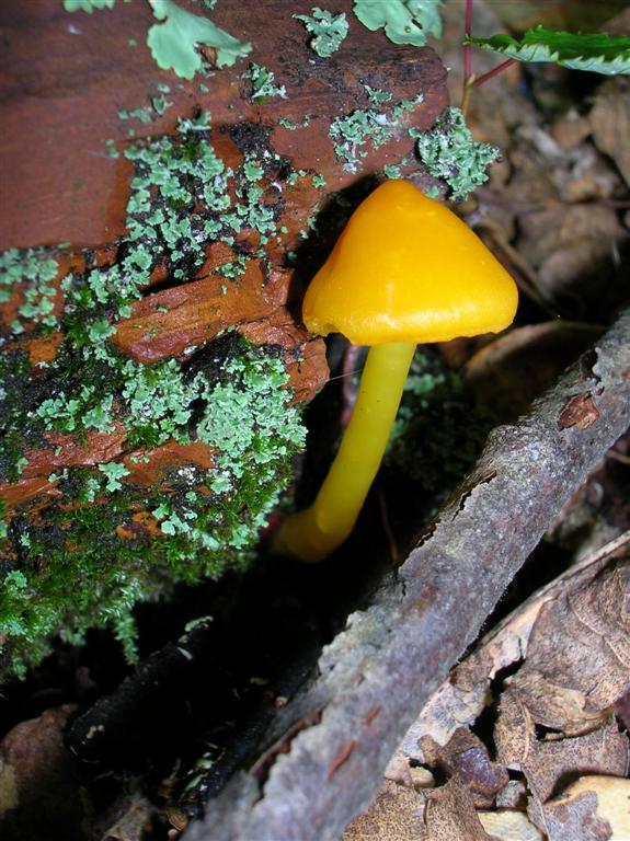 Orange-gilled Waxy Cap ?