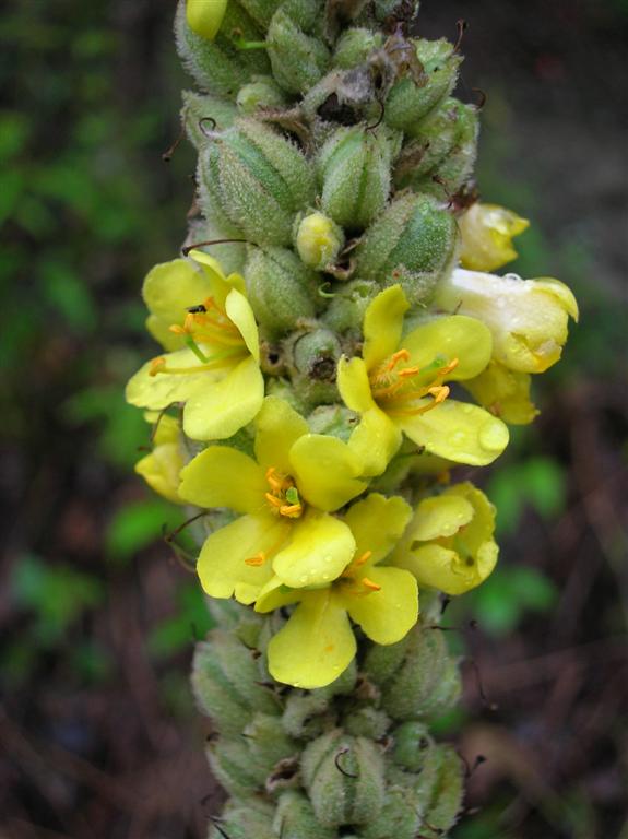 Mullein Blooms