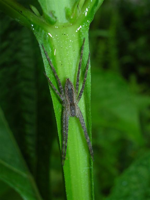 Nursery-web Spider