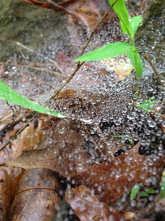 Rain and Web