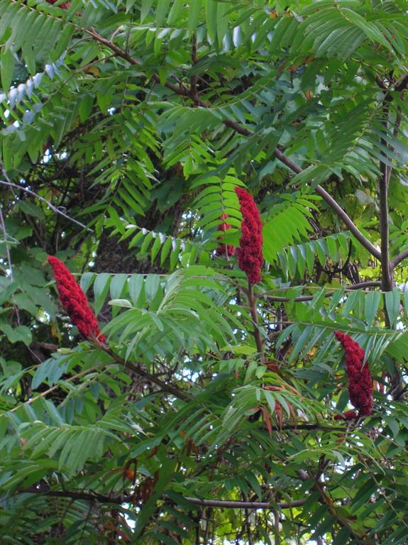 Staghorn Sumac