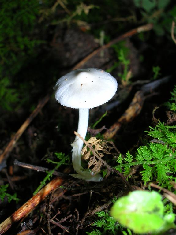 Mushroom