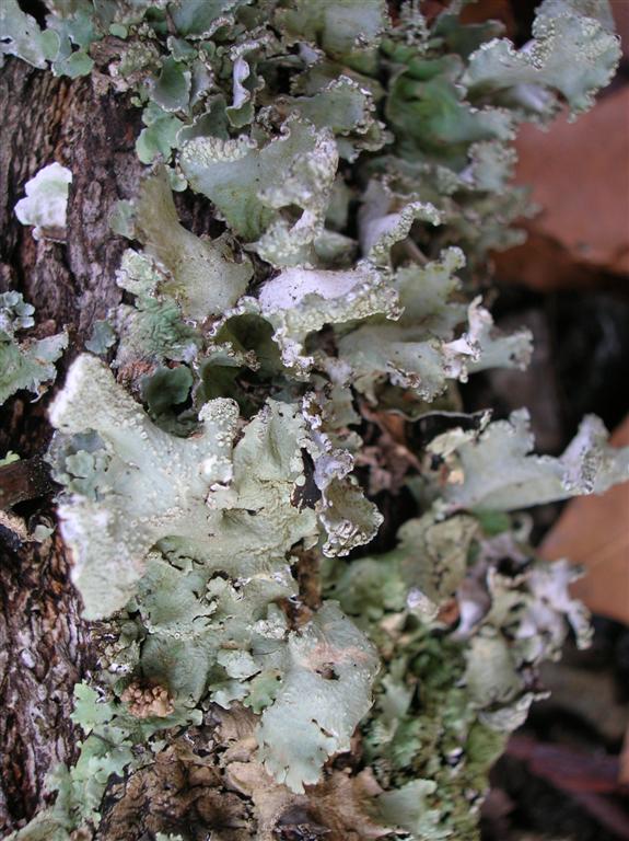 Lichens