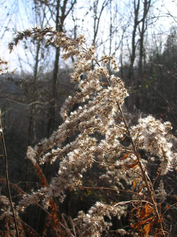 Winter Seeds